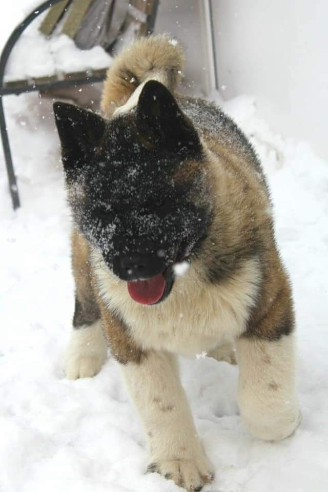 Triumf Sibiri Sting Shape of my Heart * Сэм  (Отец Zar Born To Be Famous Iz Ryzhei Stai , Мать Triumf Sibiri Dreams Come True)  Американская Акита кобель питомник RUBYLIGHT Санкт-Петербург