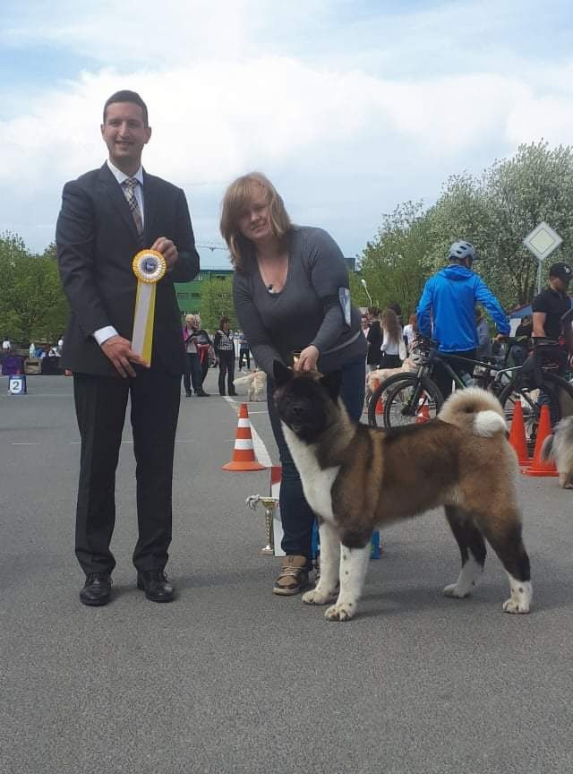 Triumf Sibiri Sting Shape of my Heart * Сэм  (Отец Zar Born To Be Famous Iz Ryzhei Stai , Мать Triumf Sibiri Dreams Come True)  Американская Акита кобель питомник RUBYLIGHT Санкт-Петербург