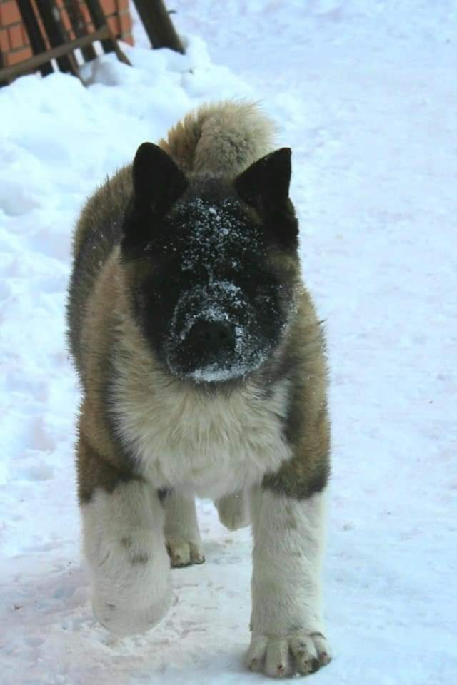 Triumf Sibiri Sting Shape of my Heart * Сэм  (Отец Zar Born To Be Famous Iz Ryzhei Stai , Мать Triumf Sibiri Dreams Come True)  Американская Акита кобель питомник RUBYLIGHT Санкт-Петербург