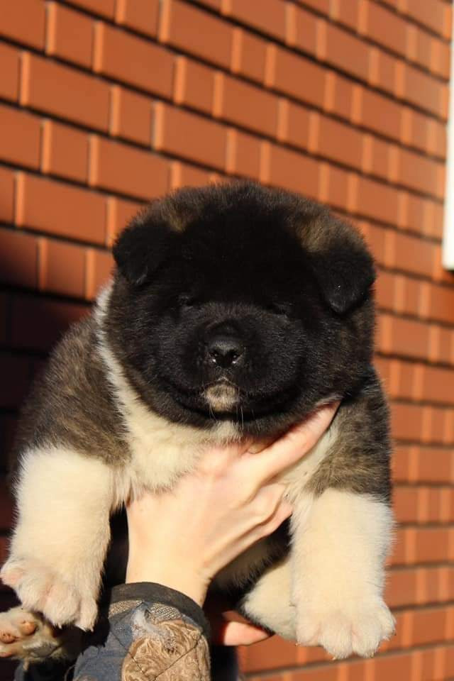 Triumf Sibiri Sting Shape of my Heart * Сэм  (Отец Zar Born To Be Famous Iz Ryzhei Stai , Мать Triumf Sibiri Dreams Come True)  Американская Акита кобель питомник RUBYLIGHT Санкт-Петербург