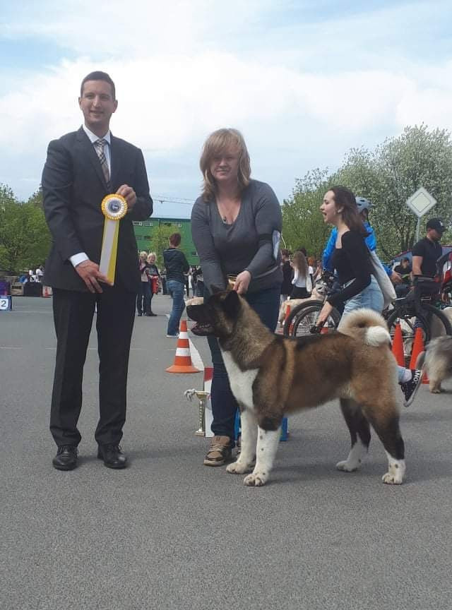 Triumf Sibiri Sting Shape of my Heart * Сэм  (Отец Zar Born To Be Famous Iz Ryzhei Stai , Мать Triumf Sibiri Dreams Come True)  Американская Акита кобель питомник RUBYLIGHT Санкт-Петербург