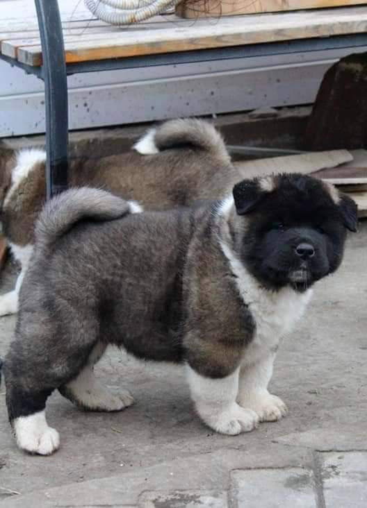 Triumf Sibiri Sting Shape of my Heart * Сэм  (Отец Zar Born To Be Famous Iz Ryzhei Stai , Мать Triumf Sibiri Dreams Come True)  Американская Акита кобель питомник RUBYLIGHT Санкт-Петербург