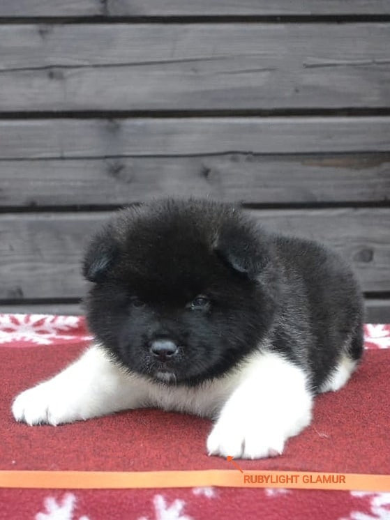 RUBYLIGHT GLAMUR * Глаша. AMERICAN AKITA RUBYLIGHT KENNEL I SHIBA-INU