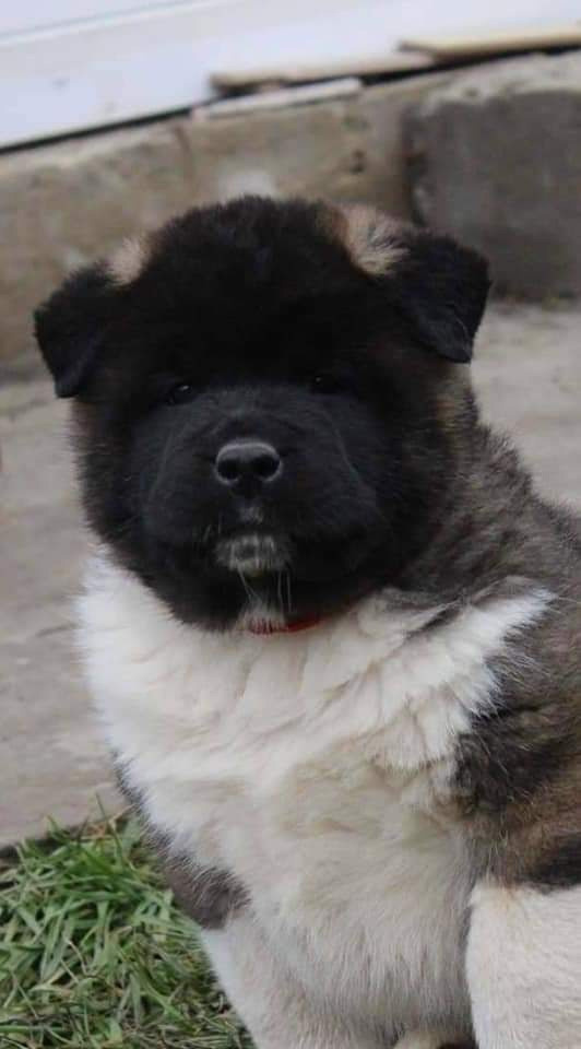 Triumf Sibiri Sting Shape of my Heart * Сэм  (Отец Zar Born To Be Famous Iz Ryzhei Stai , Мать Triumf Sibiri Dreams Come True)  Американская Акита кобель питомник RUBYLIGHT Санкт-Петербург