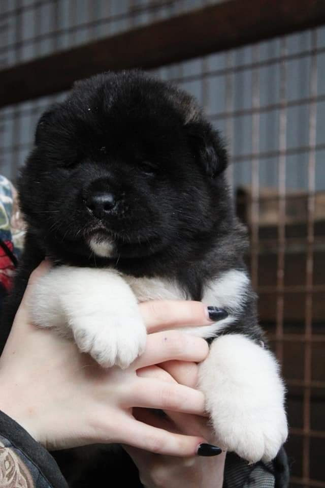 Triumf Sibiri Sting Shape of my Heart * Сэм  (Отец Zar Born To Be Famous Iz Ryzhei Stai , Мать Triumf Sibiri Dreams Come True)  Американская Акита кобель питомник RUBYLIGHT Санкт-Петербург