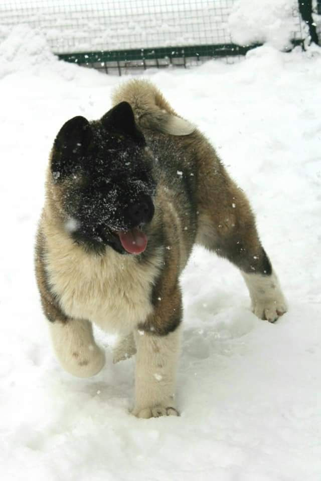 Triumf Sibiri Sting Shape of my Heart * Сэм  (Отец Zar Born To Be Famous Iz Ryzhei Stai , Мать Triumf Sibiri Dreams Come True)  Американская Акита кобель питомник RUBYLIGHT Санкт-Петербург