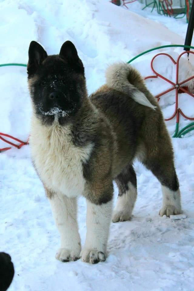 Triumf Sibiri Sting Shape of my Heart * Сэм  (Отец Zar Born To Be Famous Iz Ryzhei Stai , Мать Triumf Sibiri Dreams Come True)  Американская Акита кобель питомник RUBYLIGHT Санкт-Петербург