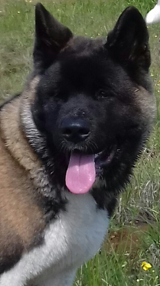 Американская акита питомник RUBYLIGHT. Американская акита I Сиба ину I Питомник RUBYLIGHT