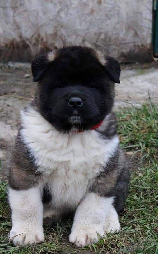 Triumf Sibiri Sting Shape of my Heart * Сэм  (Отец Zar Born To Be Famous Iz Ryzhei Stai , Мать Triumf Sibiri Dreams Come True)  Американская Акита кобель питомник RUBYLIGHT Санкт-Петербург