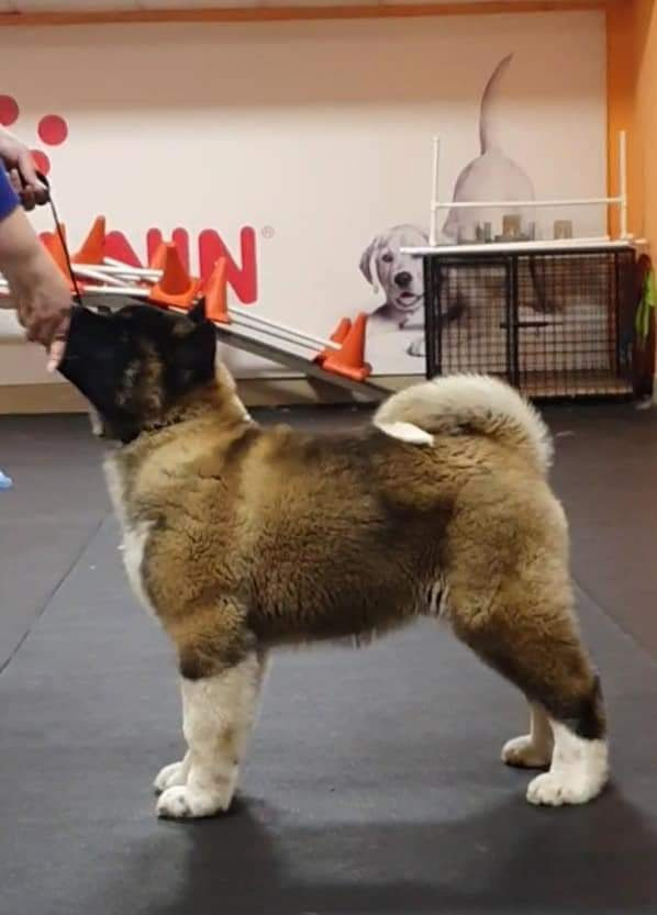 Triumf Sibiri Sting Shape of my Heart * Сэм  (Отец Zar Born To Be Famous Iz Ryzhei Stai , Мать Triumf Sibiri Dreams Come True)  Американская Акита кобель питомник RUBYLIGHT Санкт-Петербург