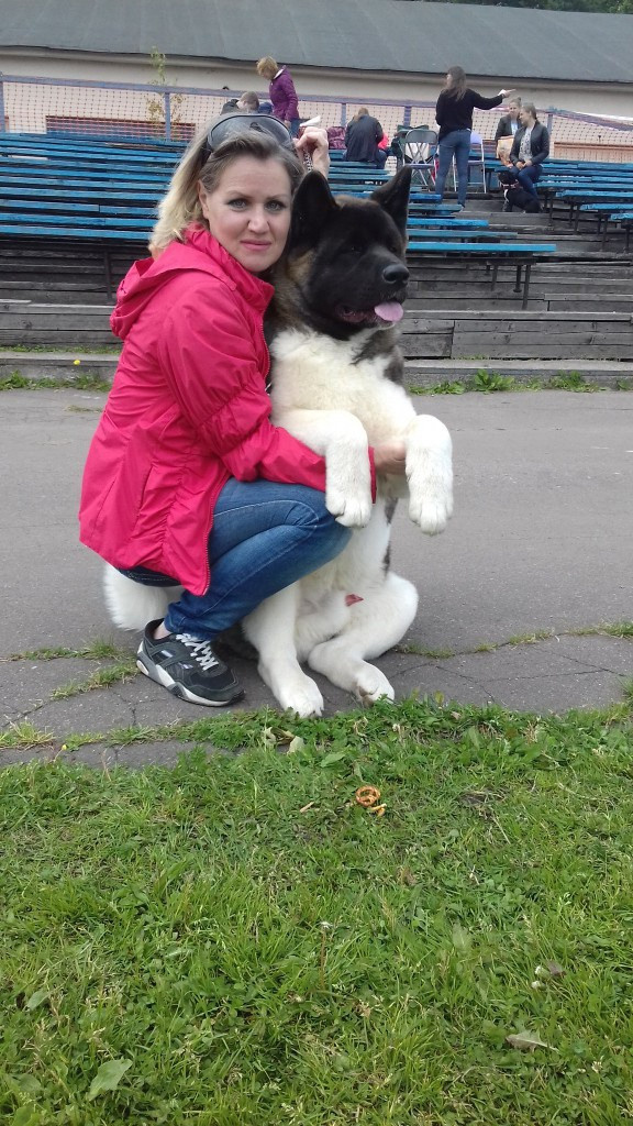 Американская акита питомник RUBYLIGHT. Американская акита I Сиба ину I Питомник RUBYLIGHT