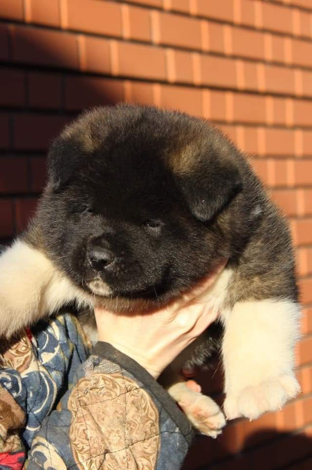 Triumf Sibiri Sting Shape of my Heart * Сэм  (Отец Zar Born To Be Famous Iz Ryzhei Stai , Мать Triumf Sibiri Dreams Come True)  Американская Акита кобель питомник RUBYLIGHT Санкт-Петербург