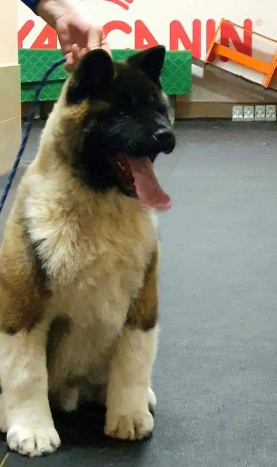 Triumf Sibiri Sting Shape of my Heart * Сэм  (Отец Zar Born To Be Famous Iz Ryzhei Stai , Мать Triumf Sibiri Dreams Come True)  Американская Акита кобель питомник RUBYLIGHT Санкт-Петербург