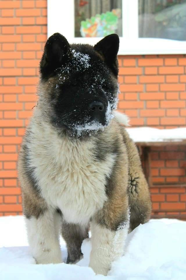 Triumf Sibiri Sting Shape of my Heart * Сэм  (Отец Zar Born To Be Famous Iz Ryzhei Stai , Мать Triumf Sibiri Dreams Come True)  Американская Акита кобель питомник RUBYLIGHT Санкт-Петербург