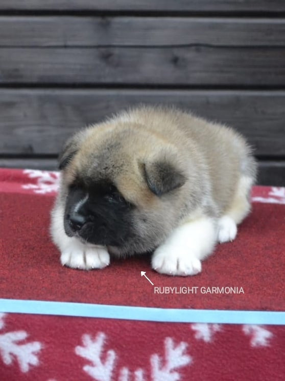 RUBYLIGHT GARMONIA * Гаара. AMERICAN AKITA RUBYLIGHT KENNEL I SHIBA-INU