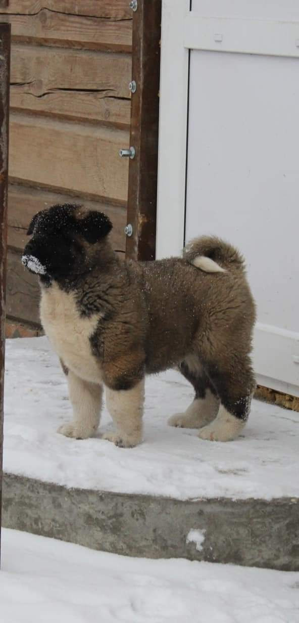 Triumf Sibiri Sting Shape of my Heart * Сэм  (Отец Zar Born To Be Famous Iz Ryzhei Stai , Мать Triumf Sibiri Dreams Come True)  Американская Акита кобель питомник RUBYLIGHT Санкт-Петербург