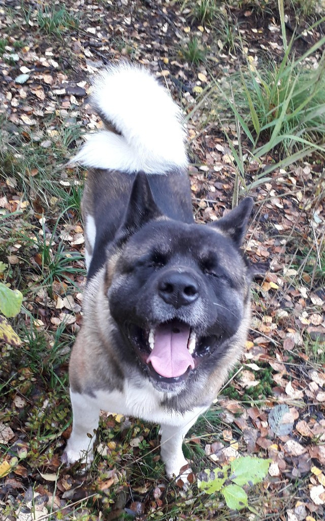 Американская акита питомник RUBYLIGHT. Американская акита I Сиба ину I Питомник RUBYLIGHT