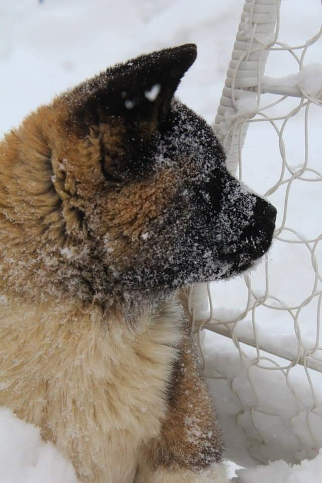 Triumf Sibiri Sting Shape of my Heart * Сэм  (Отец Zar Born To Be Famous Iz Ryzhei Stai , Мать Triumf Sibiri Dreams Come True)  Американская Акита кобель питомник RUBYLIGHT Санкт-Петербург