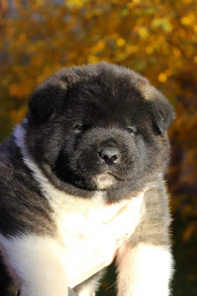 Triumf Sibiri Sting Shape of my Heart * Сэм  (Отец Zar Born To Be Famous Iz Ryzhei Stai , Мать Triumf Sibiri Dreams Come True)  Американская Акита кобель питомник RUBYLIGHT Санкт-Петербург