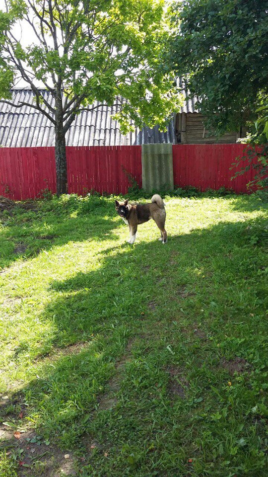 Svargas Odissey * Чоко. AMERICAN AKITA RUBYLIGHT KENNEL I SHIBA-INU