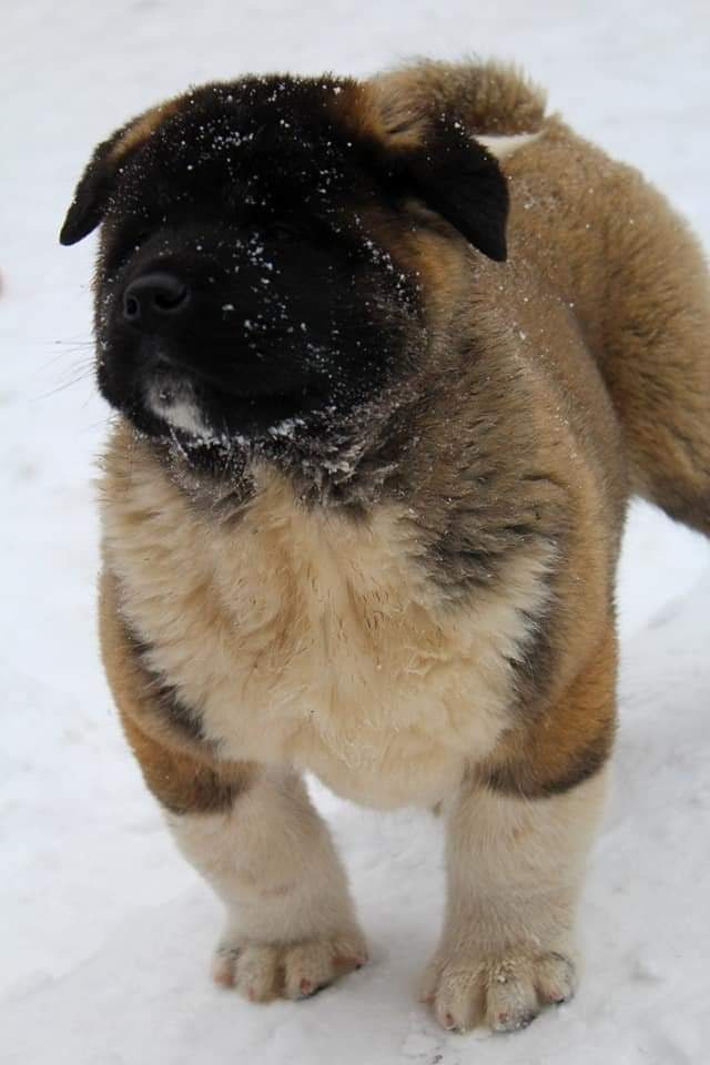 Triumf Sibiri Sting Shape of my Heart * Сэм  (Отец Zar Born To Be Famous Iz Ryzhei Stai , Мать Triumf Sibiri Dreams Come True)  Американская Акита кобель питомник RUBYLIGHT Санкт-Петербург