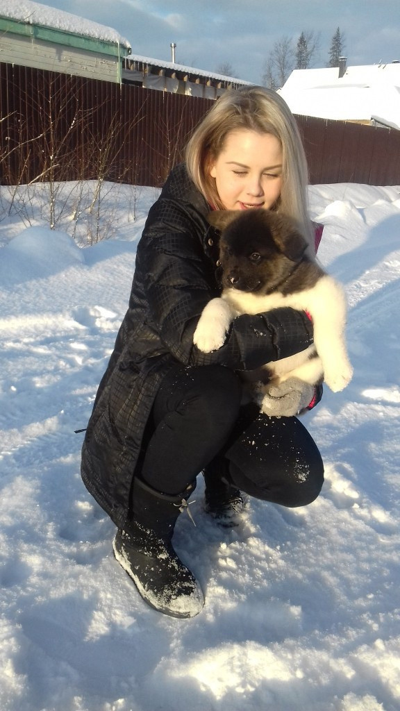 Американская акита питомник RUBYLIGHT. Американская акита I Сиба ину I Питомник RUBYLIGHT