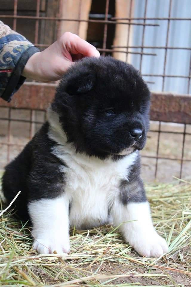 Triumf Sibiri Sting Shape of my Heart * Сэм  (Отец Zar Born To Be Famous Iz Ryzhei Stai , Мать Triumf Sibiri Dreams Come True)  Американская Акита кобель питомник RUBYLIGHT Санкт-Петербург