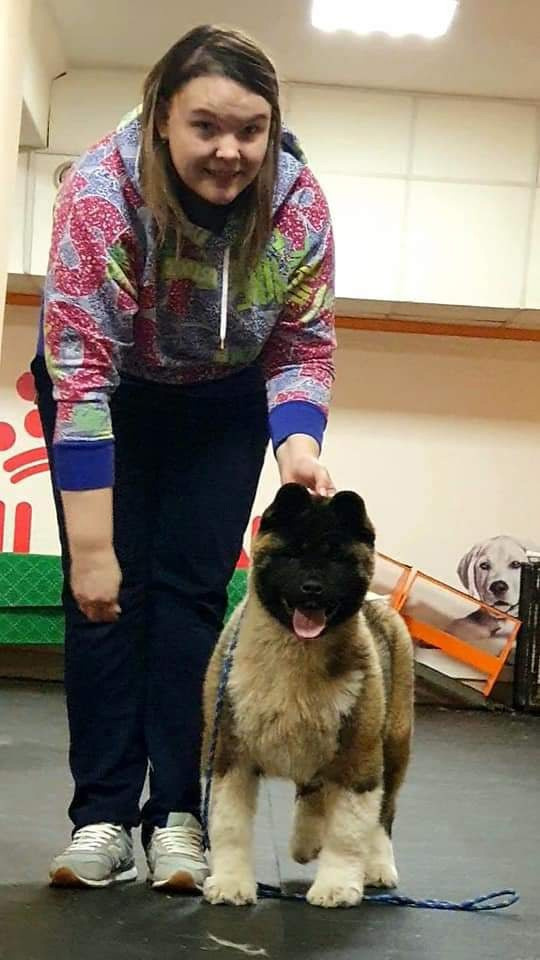 Triumf Sibiri Sting Shape of my Heart * Сэм  (Отец Zar Born To Be Famous Iz Ryzhei Stai , Мать Triumf Sibiri Dreams Come True)  Американская Акита кобель питомник RUBYLIGHT Санкт-Петербург