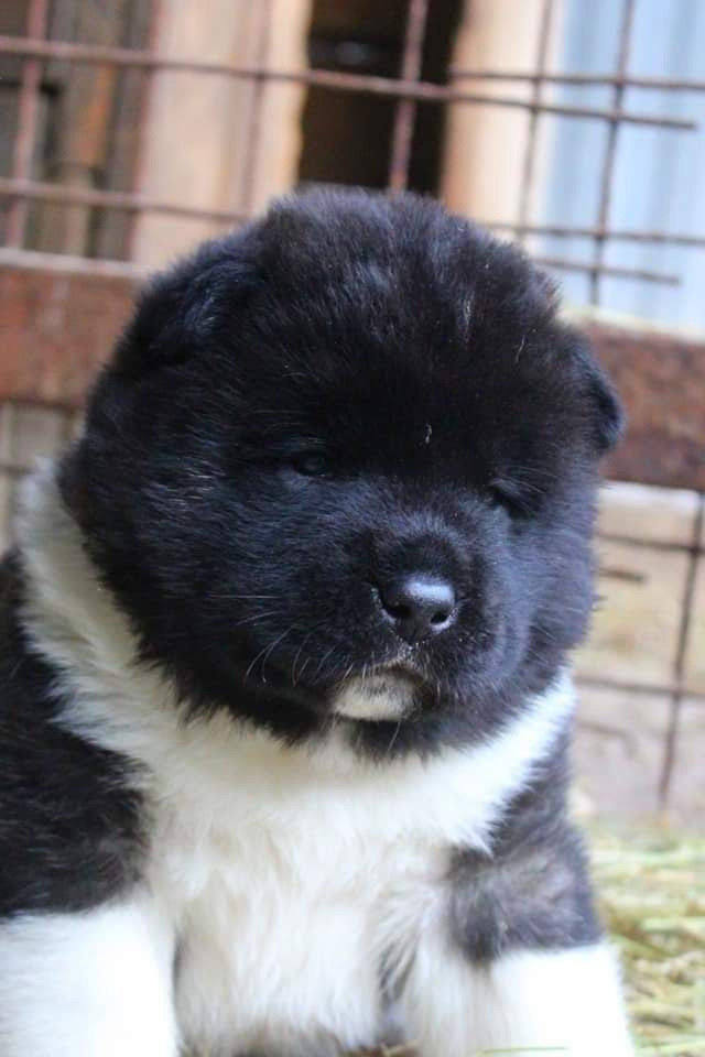 Triumf Sibiri Sting Shape of my Heart * Сэм  (Отец Zar Born To Be Famous Iz Ryzhei Stai , Мать Triumf Sibiri Dreams Come True)  Американская Акита кобель питомник RUBYLIGHT Санкт-Петербург