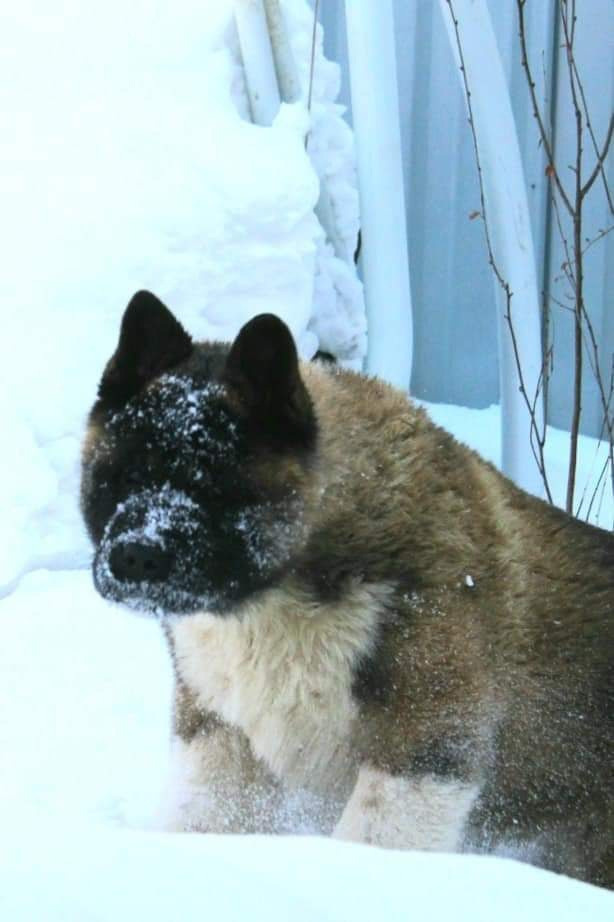 Triumf Sibiri Sting Shape of my Heart * Сэм  (Отец Zar Born To Be Famous Iz Ryzhei Stai , Мать Triumf Sibiri Dreams Come True)  Американская Акита кобель питомник RUBYLIGHT Санкт-Петербург