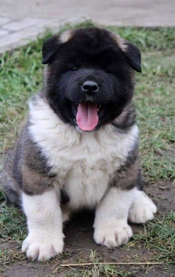 Triumf Sibiri Sting Shape of my Heart * Сэм  (Отец Zar Born To Be Famous Iz Ryzhei Stai , Мать Triumf Sibiri Dreams Come True)  Американская Акита кобель питомник RUBYLIGHT Санкт-Петербург