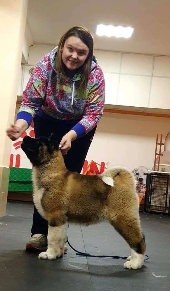 Triumf Sibiri Sting Shape of my Heart * Сэм  (Отец Zar Born To Be Famous Iz Ryzhei Stai , Мать Triumf Sibiri Dreams Come True)  Американская Акита кобель питомник RUBYLIGHT Санкт-Петербург