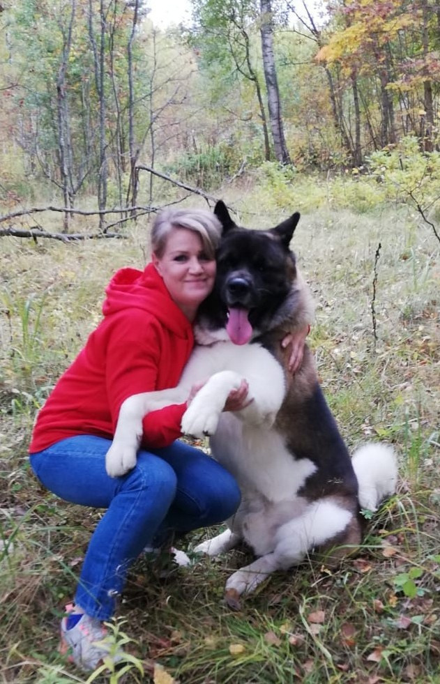 Американская акита питомник RUBYLIGHT. Американская акита I Сиба ину I Питомник RUBYLIGHT