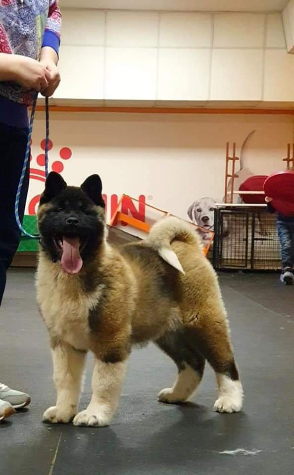 Triumf Sibiri Sting Shape of my Heart * Сэм  (Отец Zar Born To Be Famous Iz Ryzhei Stai , Мать Triumf Sibiri Dreams Come True)  Американская Акита кобель питомник RUBYLIGHT Санкт-Петербург