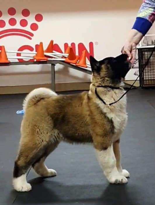 Triumf Sibiri Sting Shape of my Heart * Сэм  (Отец Zar Born To Be Famous Iz Ryzhei Stai , Мать Triumf Sibiri Dreams Come True)  Американская Акита кобель питомник RUBYLIGHT Санкт-Петербург