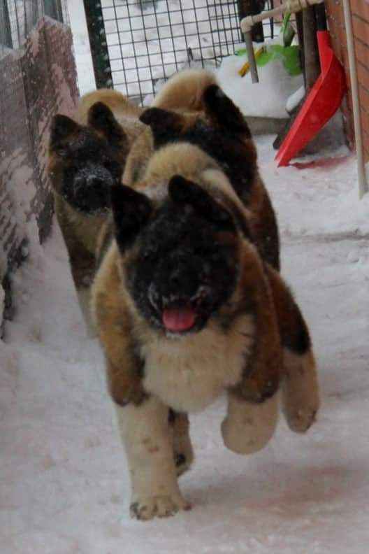 Triumf Sibiri Sting Shape of my Heart * Сэм  (Отец Zar Born To Be Famous Iz Ryzhei Stai , Мать Triumf Sibiri Dreams Come True)  Американская Акита кобель питомник RUBYLIGHT Санкт-Петербург