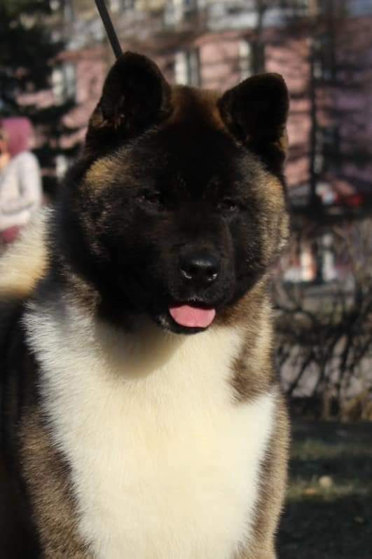 Triumf Sibiri Sting Shape of my Heart * Сэм  (Отец Zar Born To Be Famous Iz Ryzhei Stai , Мать Triumf Sibiri Dreams Come True)  Американская Акита кобель питомник RUBYLIGHT Санкт-Петербург