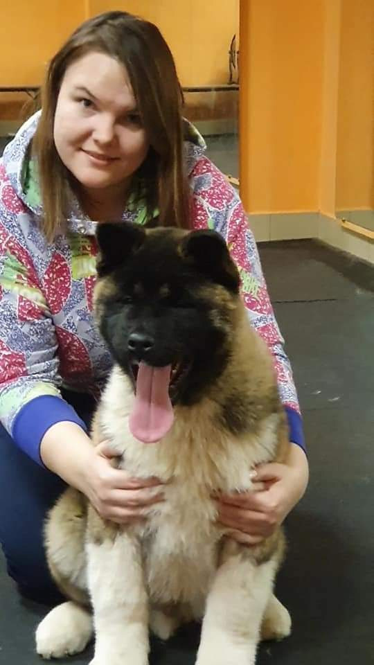 Triumf Sibiri Sting Shape of my Heart * Сэм  (Отец Zar Born To Be Famous Iz Ryzhei Stai , Мать Triumf Sibiri Dreams Come True)  Американская Акита кобель питомник RUBYLIGHT Санкт-Петербург