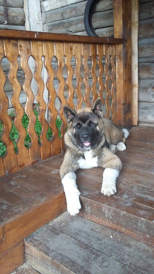 Svargas Odissey * Чоко. AMERICAN AKITA RUBYLIGHT KENNEL I SHIBA-INU