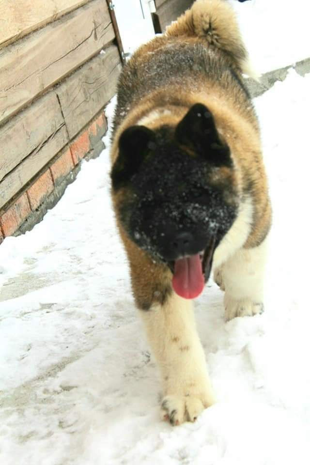 Triumf Sibiri Sting Shape of my Heart * Сэм  (Отец Zar Born To Be Famous Iz Ryzhei Stai , Мать Triumf Sibiri Dreams Come True)  Американская Акита кобель питомник RUBYLIGHT Санкт-Петербург