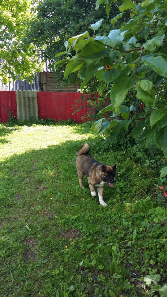 Svargas Odissey * Чоко. AMERICAN AKITA RUBYLIGHT KENNEL I SHIBA-INU