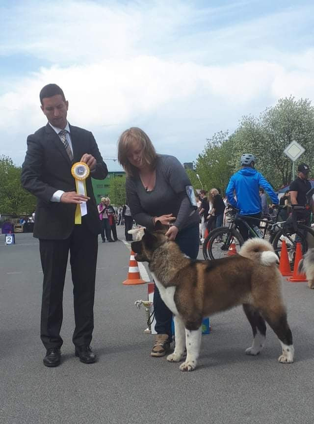 Triumf Sibiri Sting Shape of my Heart * Сэм  (Отец Zar Born To Be Famous Iz Ryzhei Stai , Мать Triumf Sibiri Dreams Come True)  Американская Акита кобель питомник RUBYLIGHT Санкт-Петербург