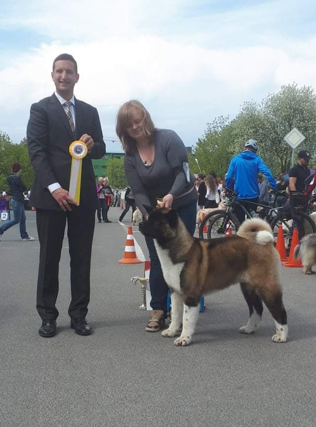 Triumf Sibiri Sting Shape of my Heart * Сэм  (Отец Zar Born To Be Famous Iz Ryzhei Stai , Мать Triumf Sibiri Dreams Come True)  Американская Акита кобель питомник RUBYLIGHT Санкт-Петербург