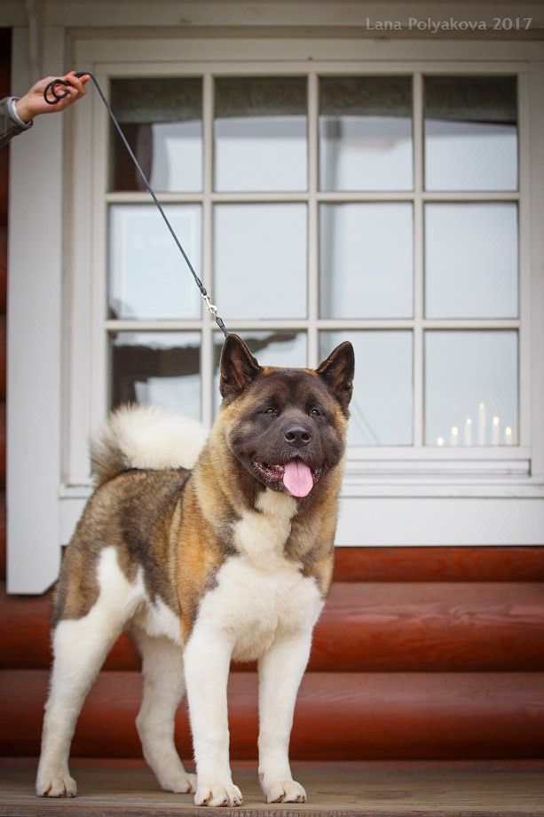 Американская акита питомник RUBYLIGHT. Американская акита I Сиба ину I Питомник RUBYLIGHT