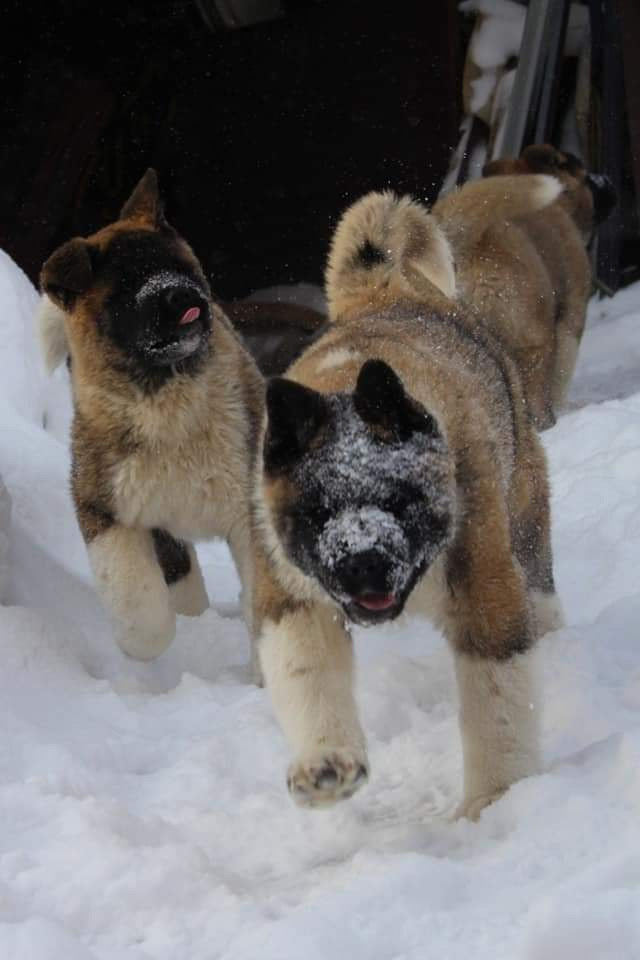 Triumf Sibiri Sting Shape of my Heart * Сэм  (Отец Zar Born To Be Famous Iz Ryzhei Stai , Мать Triumf Sibiri Dreams Come True)  Американская Акита кобель питомник RUBYLIGHT Санкт-Петербург