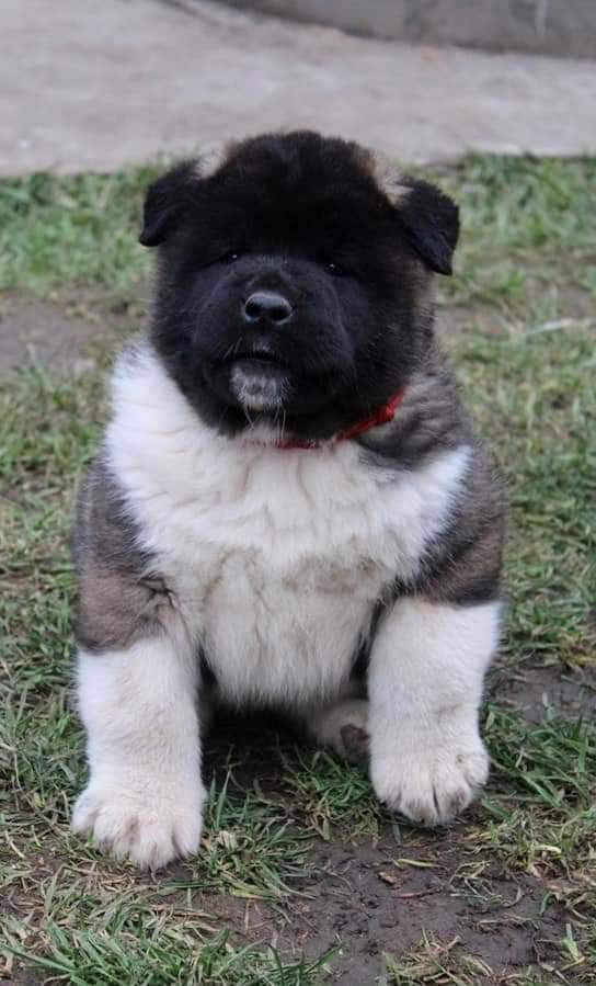 Triumf Sibiri Sting Shape of my Heart * Сэм  (Отец Zar Born To Be Famous Iz Ryzhei Stai , Мать Triumf Sibiri Dreams Come True)  Американская Акита кобель питомник RUBYLIGHT Санкт-Петербург