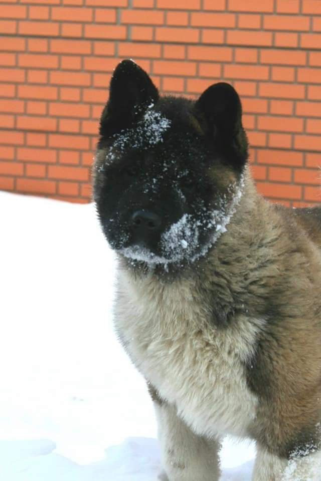 Triumf Sibiri Sting Shape of my Heart * Сэм  (Отец Zar Born To Be Famous Iz Ryzhei Stai , Мать Triumf Sibiri Dreams Come True)  Американская Акита кобель питомник RUBYLIGHT Санкт-Петербург