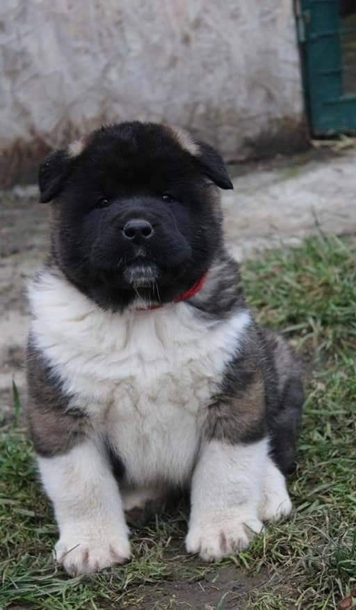 Triumf Sibiri Sting Shape of my Heart * Сэм  (Отец Zar Born To Be Famous Iz Ryzhei Stai , Мать Triumf Sibiri Dreams Come True)  Американская Акита кобель питомник RUBYLIGHT Санкт-Петербург