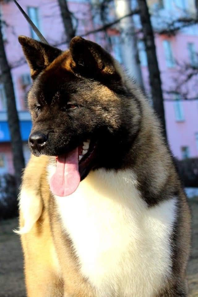 Triumf Sibiri Sting Shape of my Heart * Сэм  (Отец Zar Born To Be Famous Iz Ryzhei Stai , Мать Triumf Sibiri Dreams Come True)  Американская Акита кобель питомник RUBYLIGHT Санкт-Петербург