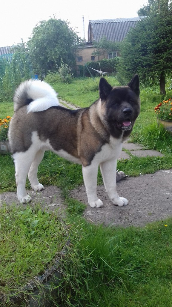 Американская акита питомник RUBYLIGHT. Американская акита I Сиба ину I Питомник RUBYLIGHT